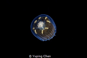 Jellyfish/Wakatobi,Indonesia, Canon 5D MarkIII, 100mm mac... by Yuping Chen 